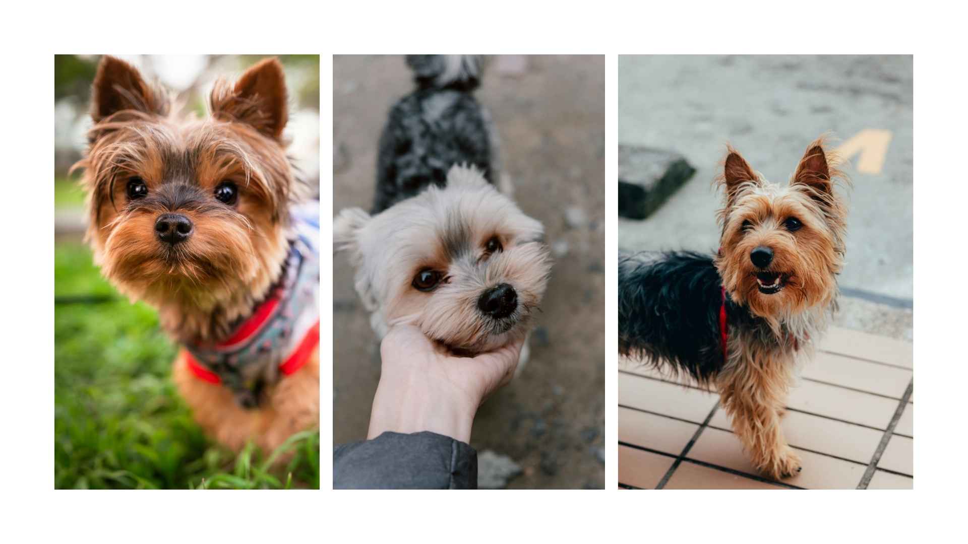 Yorkshire Terrier